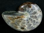 Wide Bodied Desmoceras Ammonite - #5219-1